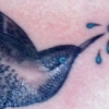 birdheart