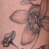 orchid