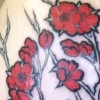 blossomgraphic