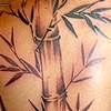 bamboo