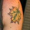 leaves