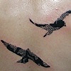 lace birds