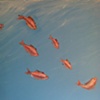 Murals