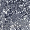 Fossils in the Wood