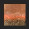 'aurora'