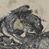 Zygote Detail Middle
