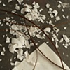 Generative Forms