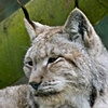Lynx