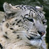 Leopards