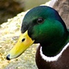 Mallard