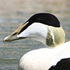 Eider Duck