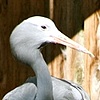 Blue Crane