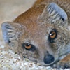 Mongoose