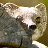 Peeking Mongoose