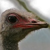Ostrich