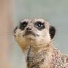 Meerkats