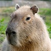 Other Animals