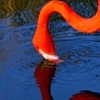 Flamingo 2