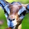 Gerenuk