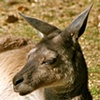 Lounging Kangaroo