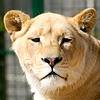 Lions