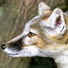 Corsac Fox