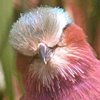 Lilac-Breasted Roller