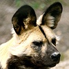 Hunting Dog