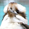 Kookaburra 2