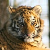 Tigers
