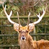 Stag
