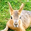 Baby Mara