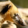 Coati