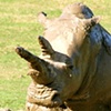 Rhino