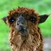 Llama
