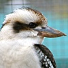 Kookaburra