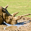 Muddy Rhino