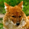 Dhole