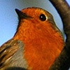 Robin Redbreast In a Tree ...