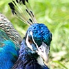 Peacock 2