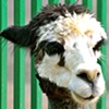 Llama 2