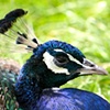 Peacock 1