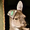 Kangaroo