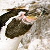 Sunbathing Penguin