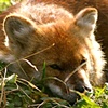 Snoozing Dhole