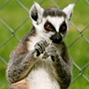 Primates