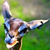Nibbling Gerenuk