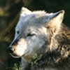 Timber Wolf