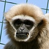 Other Primates