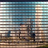 39#03 Chicago Gehry's Musicshell Construction